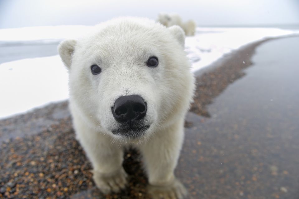 polar bear closeup