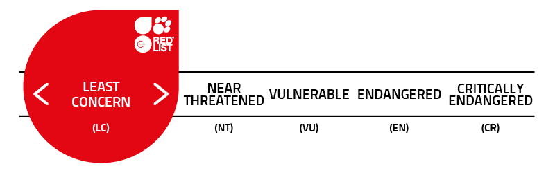 Red listing. Least concern охранный статус. Least concern.
